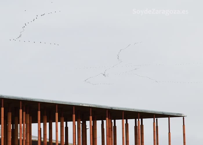 Grullas volando sobre Zaragoza