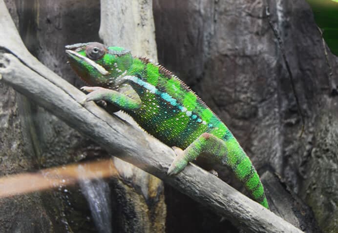 Un reptil en el Acuario Fluvial de Zaragoza.
