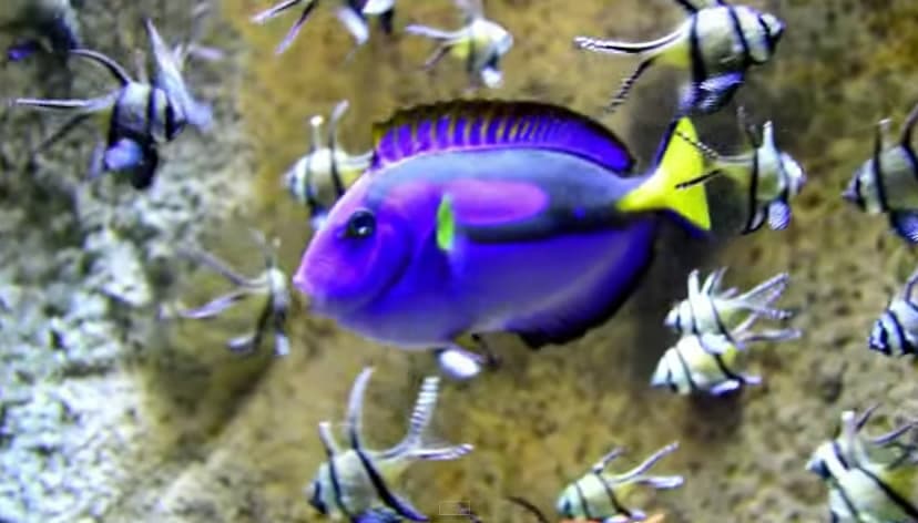 Vídeo del acuario de Zaragoza