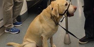 Mascotas en el transporte público de Zaragoza