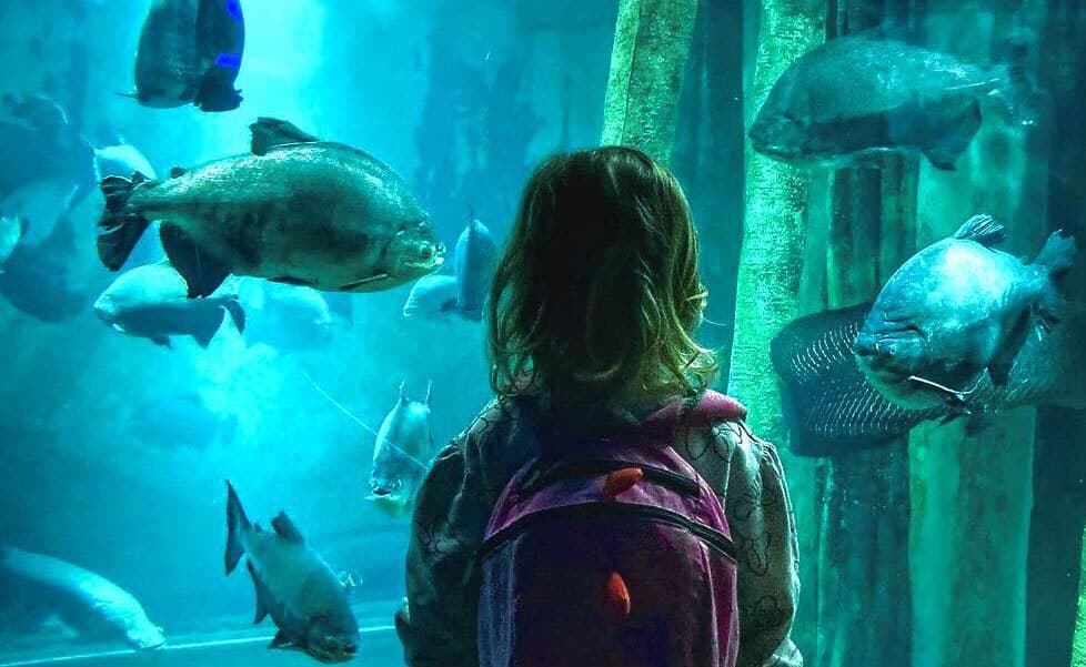 oferta de entradas más baratas con descuento en el Acuario de Zaragoza