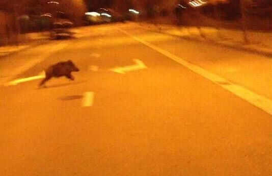 Jabalí en el barrio de Miralbueno de Zaragoza