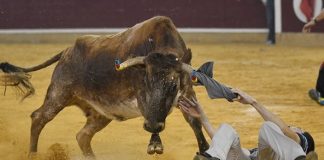Entradas de las Vaquillas de Pilares 2025 Vaquillas en la Plaza de Toros en los Pilares
