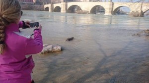 castor-puente-piedra-zaragoza