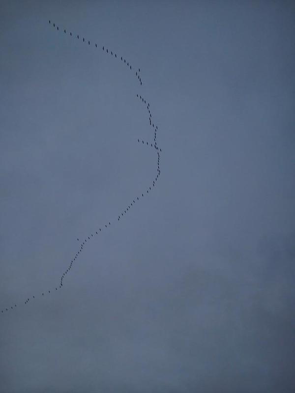 grullas-cielo-zaragoza-febrero-@reto10kwomen