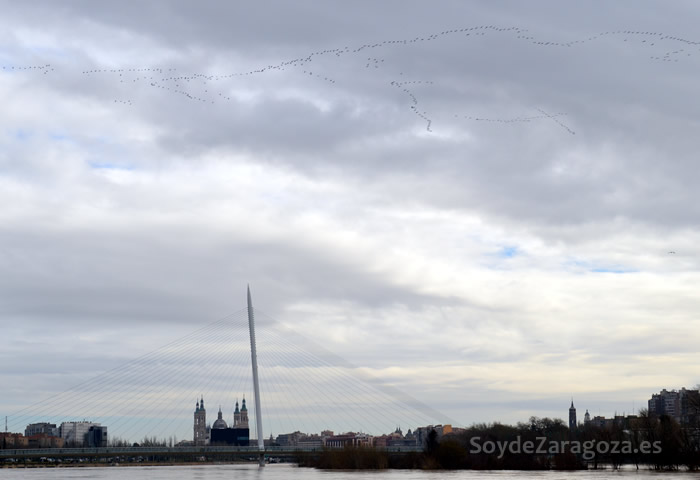 grullas-sobrevolando-zaragoza-el-pilar-pasarela-voluntariado