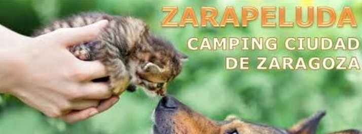 zarapeluda-zaragoza-programacion