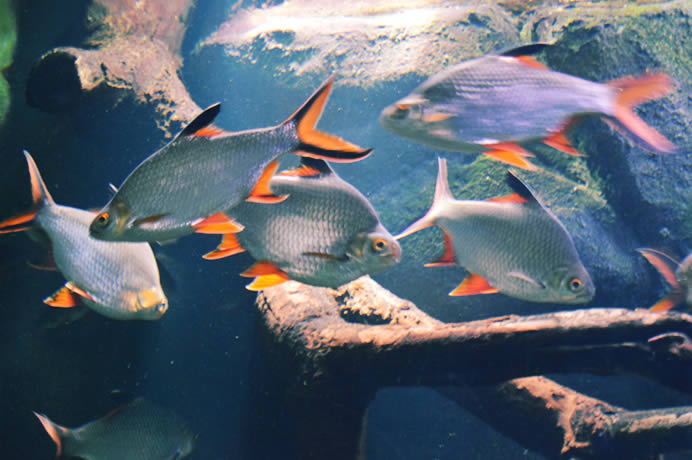 Pirañas en el Acuario Fluvial de Zaragoza, el más grande de Europa.