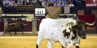 Feria de Toros del Pilar 2025 en Zaragoza Toros en la Plaza del Pilar de Zaragoza