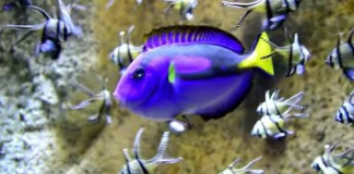 Los 5 grandes planes que puedes hacer en Zaragoza durante el puente de la Cincomarzada 2026 Vídeo del acuario de Zaragoza