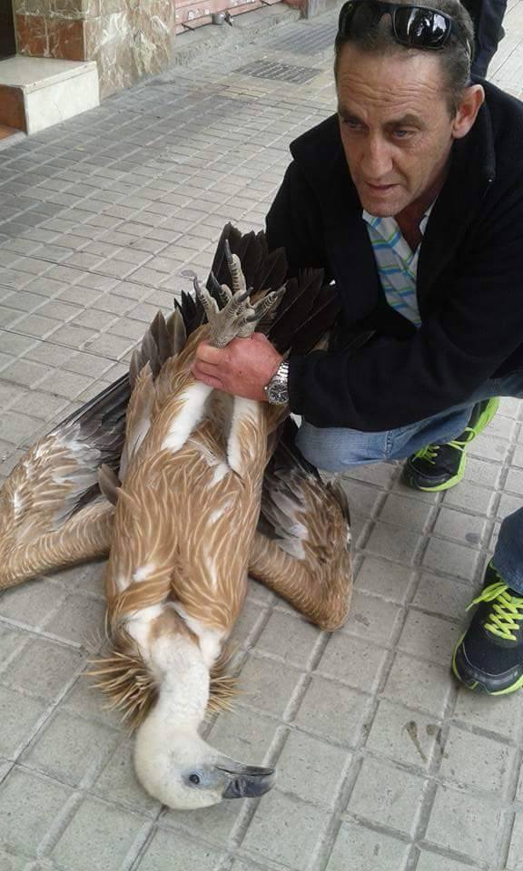 El buitre ha sido finalmente capturado por un vecino y entregado al Seprona