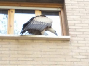 El buitre ha ido pasando por varias ventanas y balcones de La Zalfonada y el Arrabal de Zaragoza