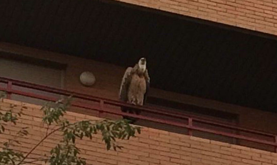 Un buitre leonado descansando en un balcón de Zaragoza