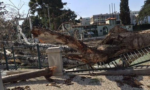 Foto de Fer @fgil97 en Twitter del árbol caído en el Paseo Reyes de Aragón